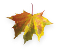autumn bottom