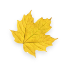 autumn left 1