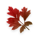autumn left 2