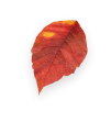 autumn right 2